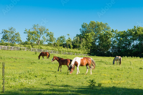 Horses at green pastures of horse farms.