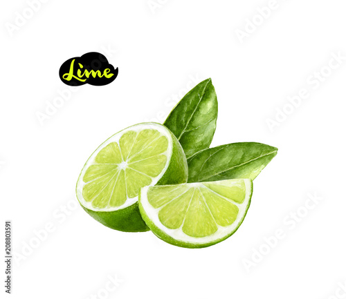 lime watercolor illustration