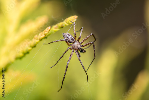 Labyrinth Spider - Agelena labyrinthica - a funnel-web spider - macro - closeup