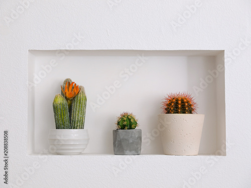 Beautiful different cacti as decoration in niche