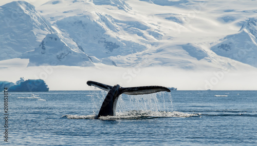 Humpback whale, Antarctica