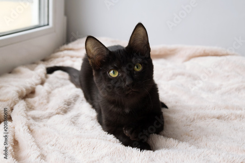 Portrait of funny little black kitty on a pink blanket near to the window, front view.