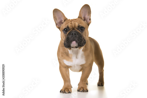 Adult french bulldog standing looking at camera on a white background