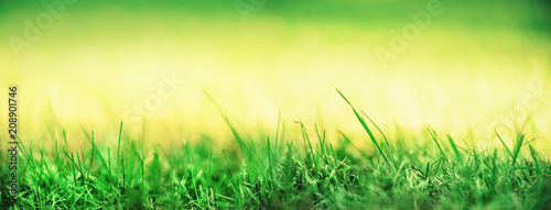 Fresh green spring grass with sun leaks effect, copy space. Soft Focus. Abstract nature background. Banner