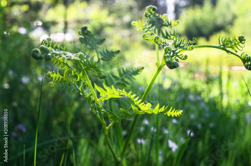 Young sprout of the Pteridium aquilinum known as common bracken or eagle fern. A growing fern frond, unfurling on the sunny background.