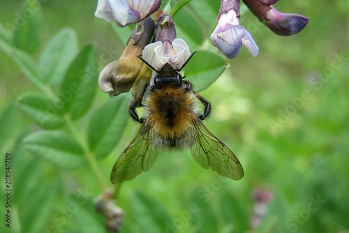 Bumblebee on vicia sepium flowers in the meadow, closeup