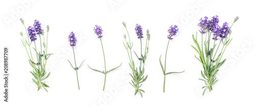 Floral banner flat lay Lavender flowers