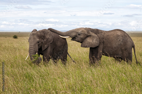 Two elephant bulls on the plains of the Serengeti National Park in Tanzania