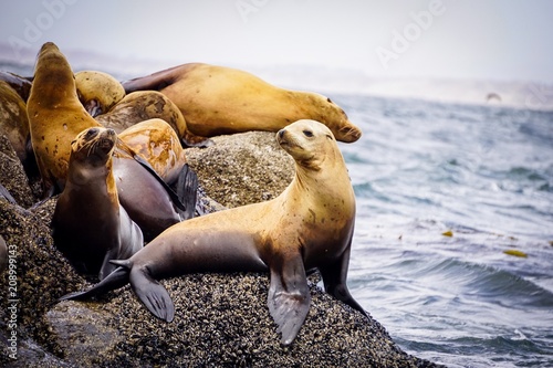 young california sea lion at the ocean