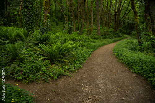 Path through Portland's lush green Forest Park