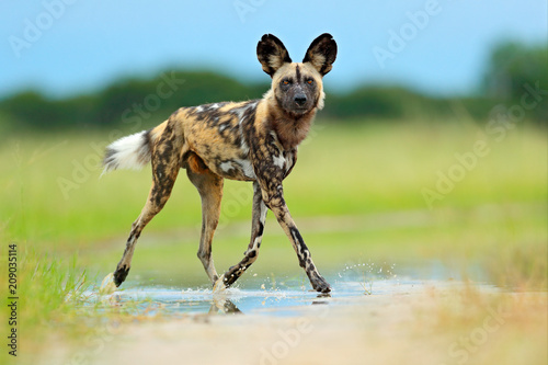 African wild dog, Lycaon pictus), walking in the water on the road. Hunting painted dog with big ears, beautiful wild anilm in habitat. Wildlife nature, Moremi, Botswana, Africa. Animal, green grass.