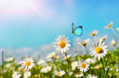 Chamomiles daisies macro in summer spring field on background blue sky with sunshine and a flying butterfly, close-up macro. Summer natural landscape with copy space.