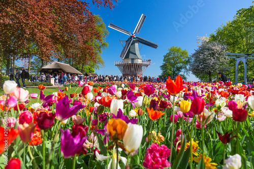 Blooming colorful tulips flowerbed in public flower garden with windmill. Popular tourist site. Lisse, Holland, Netherlands.