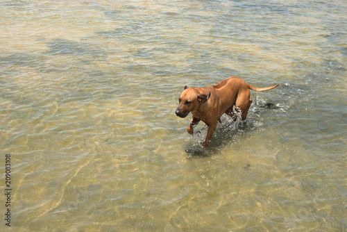 Ridgeback dog running through the shallow water