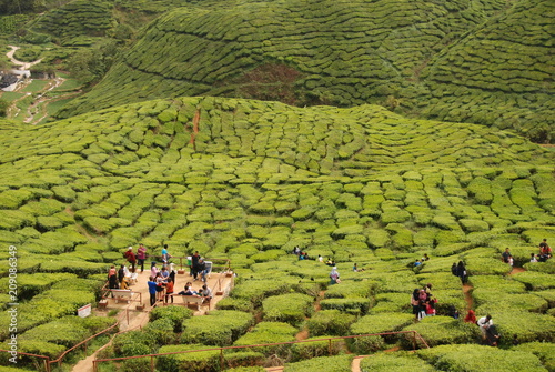 Beautiful tea plantations of Cameron Highlands in Malaysia