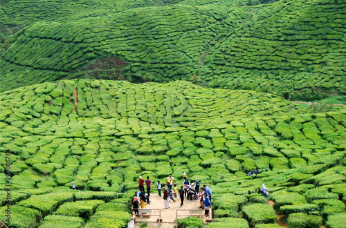 Beautiful tea plantations of Cameron Highlands in Malaysia