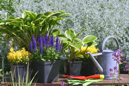 Garden works - planting and care of perennials / Salvia nemorosa Marcus & Hosta Queen Josephine & Veronica prostrata Aztec Gold