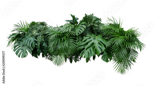Tropical leaves foliage plant jungle bush floral arrangement nature backdrop isolated on white background, clipping path included. 