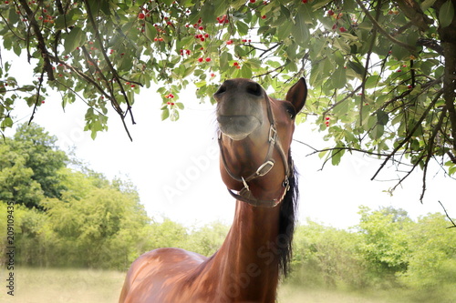 Horse eating from tree