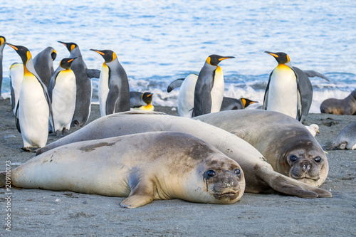 Female Elephant Seals and King Penguins, South Georgia Island, Antarctic