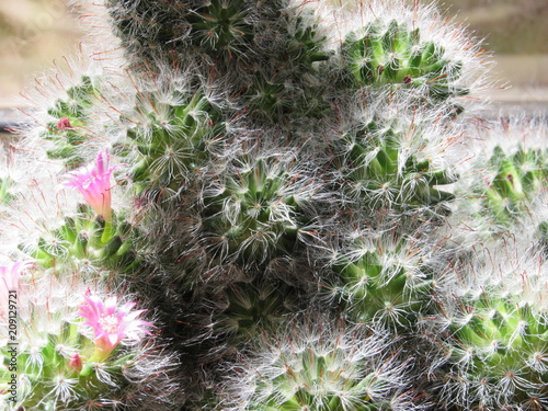 Mammillaria cactus with pink flowers starting to bloom in the sun 