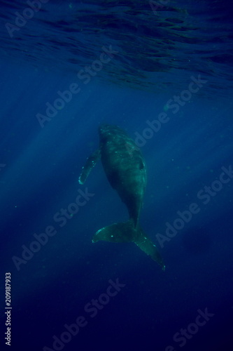 Humpback Whale-Megaptera novaeangliae at Neiafu, Vavau, Tonga