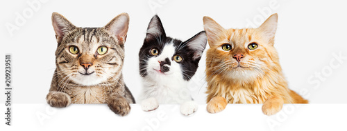 Three Happy Cats Hanging Over Web Banner
