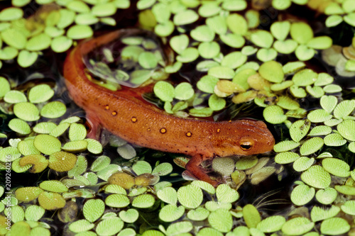 Red-spotted Newt in water