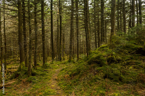 Appalachian Trail in the Spruce-fir Forest in Virginia.