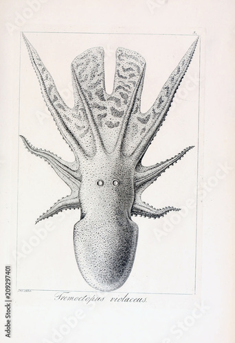 Illustration of animal