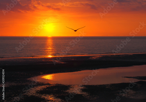 beautiful golden glowing sunset reflecting on a calm sea with colorful dramatic clouds and a seagull flying out to the ocean