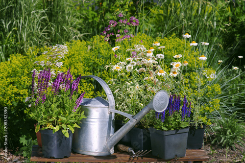 Garden works - planting and care of perennials / Salvia Sensation Deep Rose & Salvia Marcus & Anthemis