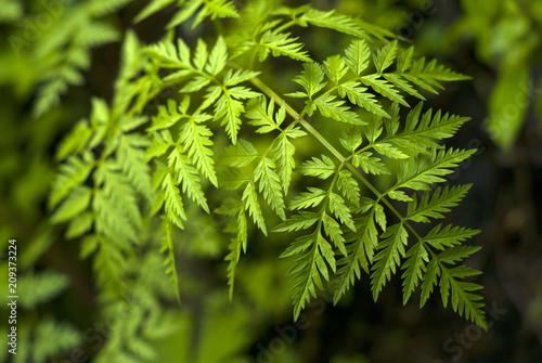 vegetative background - bright green leaf of a poison hemlock closeup on a dark blurred background (philosopher Socrates was poisoned by the juice of this plant)