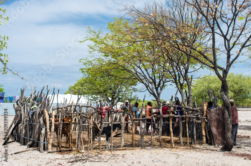 Traditional livestock fencing, kraal, in Namibia, Southern Africa