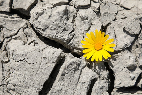 flor amarilla sobre suelo seco 4M0A0956-f18