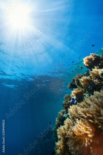 Rafa koralowa pod wodą
