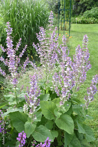 Salvia sclarea bleu au jardin