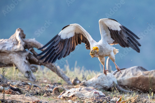 Egyptian vulture - Neophron percnopterus