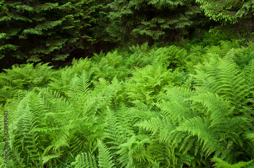 Fern in the forest