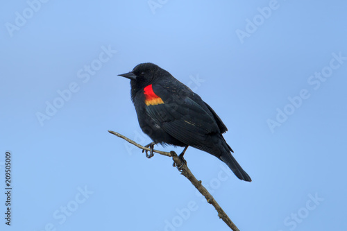 Red winged blackbird on twig.