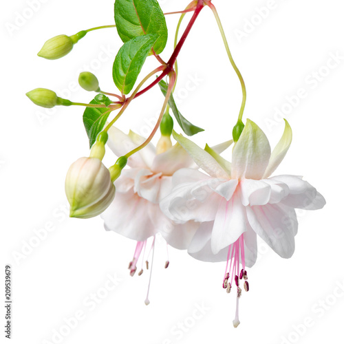 blooming hanging twig of white fuchsia is isolated on background, Frank Unswort, close up