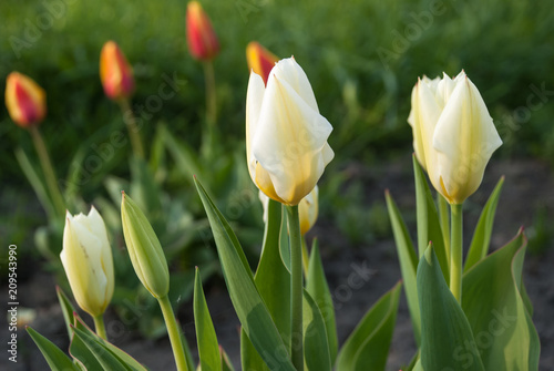 Tulipa fosteriana Purissima (Syn. Tulip White Emperor)