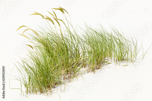 Tuft Of Grass In White Sand