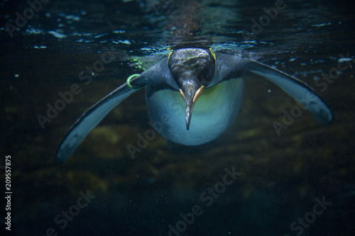 King penguin (Aptenodytes patagonicus).