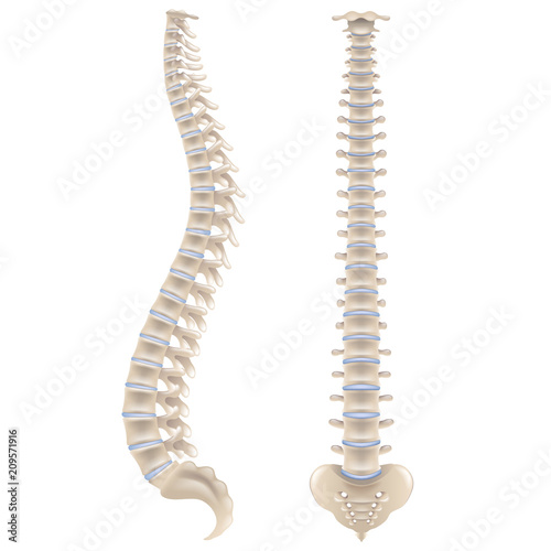 Spine bones isolated on white vector