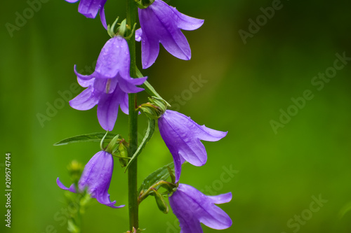 Blooming blue Creeping bellflower or rampion bellflower (Campanula rapunculoides) in the field (garden). Beautiful blue Creeping bellflower.