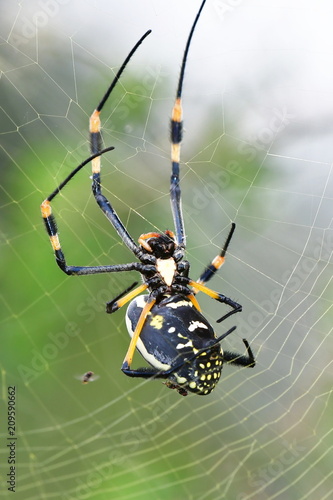 Golden orb spider.Kruger National park in South Africa
