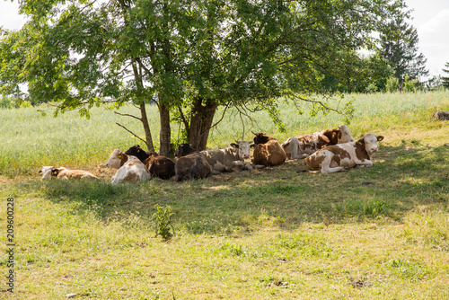 Krowy odpoczywające w cieniu pod drzewem