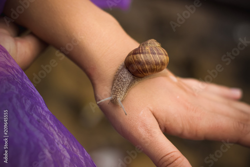 close snail small animal portrait on female hand