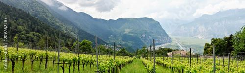 Südtirol,Weinberg mit Blick auf Salurn und Salurner Klause